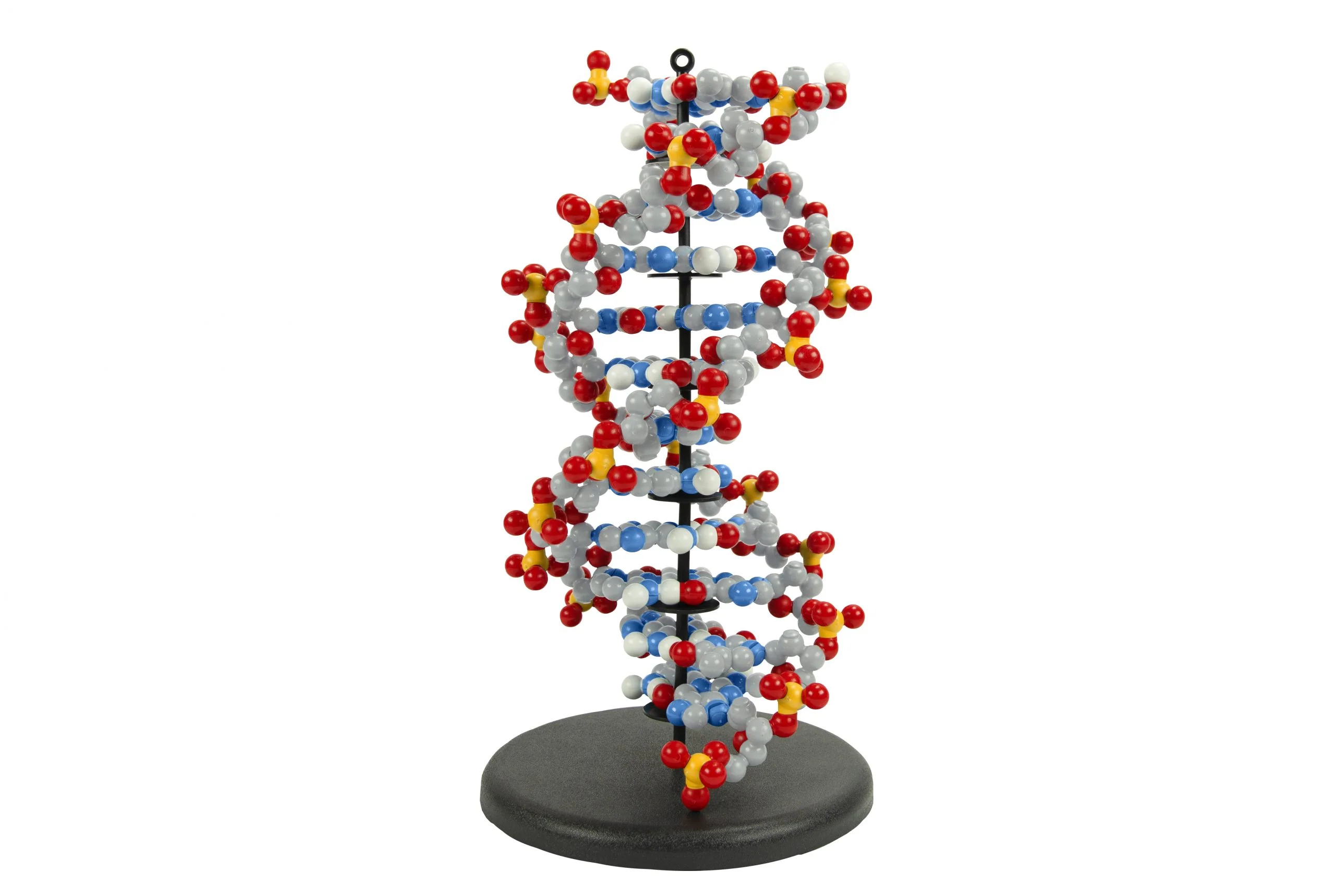 DNA Structure Models