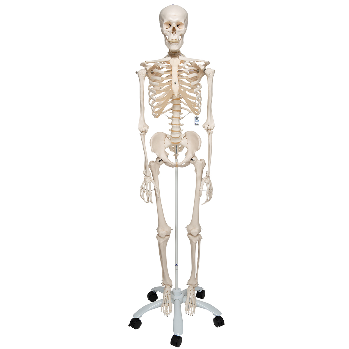 Human Skeleton Models